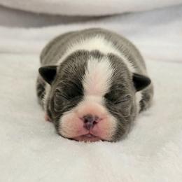 Boston Terrier Puppies from White Valley Boston Terriers