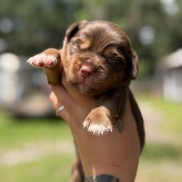 Choco ASDR - Red tri male Miniature Australian Shepherd puppy in Polk City, Florida from Skaky Shepherds