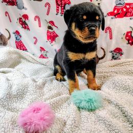 Green male - Black and rust male Rottweiler puppy in Brookfield Township, Ohio from Patty Cunningham