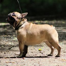 Una - Fawn female French Bulldog puppy in Vancouver, Washington from Blackwell's American & French Bulldogs