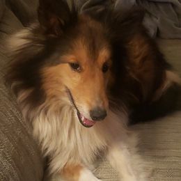 Teddy - Shetland Sheepdog