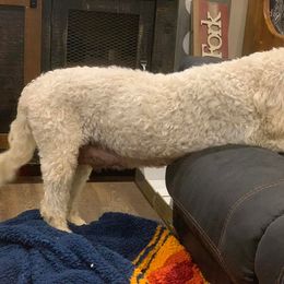 Goldendoodle Puppies from Chrissydoodles