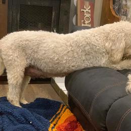 Goldendoodle Puppies from Chrissydoodles