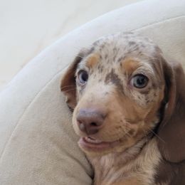Dachshund Puppies from Harrison Farm