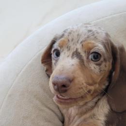 Dachshund Puppies from Harrison Farm