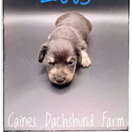 Zeus - Black and cream male Dachshund puppy in Cincinnati, Ohio from Caines Dachshund Farm