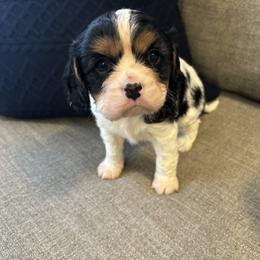 Cavalier King Charles Spaniel Puppies from Krawczyk's House of Cavaliers
