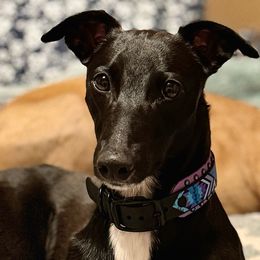 Bronski - Whippet