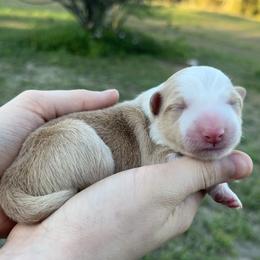 Red collar - White and gold female Border Collie puppy in Graceville, Florida from Fire N Arrows Border Collies
