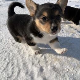 Girl 1 - Black and tan female American Corgi puppy in Portland, North Dakota from Sliding stop corgis