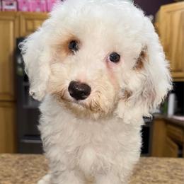 Grumpy - White male Poodle puppy in Akeley, Minnesota from Blessed Acres Miniature Poodles