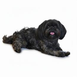 Harley - Shih Tzu