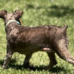 Copper - Miniature Schnauzer