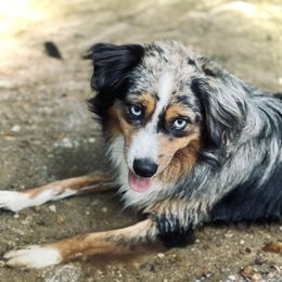 Gus - Miniature Australian Shepherd