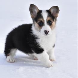 Max - Black and tan male Pembroke Welsh Corgi puppy in Gober, Texas from Trigger Time Kennels