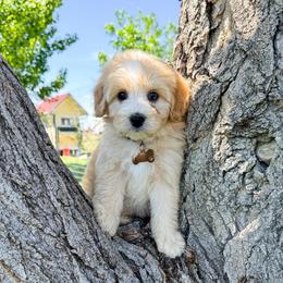 Kong - Red male Bernedoodle puppy in West Haven, Utah from Split Mountain Doodles
