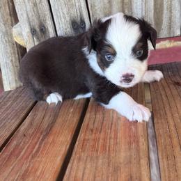 Red Tri - Red tri male Toy Australian Shepherd puppy in Stephenville, Texas from Rockin J Lil Aussies