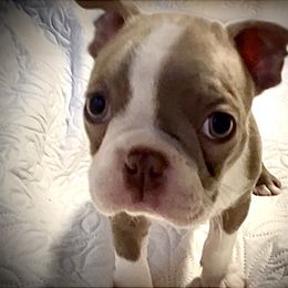 AKC Health Tested Siracha     ENS, ESI - Lilac male Boston Terrier puppy in Scottdale, Pennsylvania from Itty Bitty Boston & Chi Co, Veteran Owned