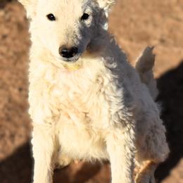 Moonshine - White female Mudi puppy in Benson, Arizona from Twisted Acres Border Collies and Mudi