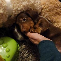 Dachshund and Great Dane Puppies from AZ's Prestigious Minature Dachshunds