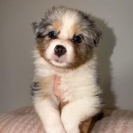 Quesadilla - Blue merle female Australian Shepherd puppy in Anniston, Alabama from All Hale Aussies