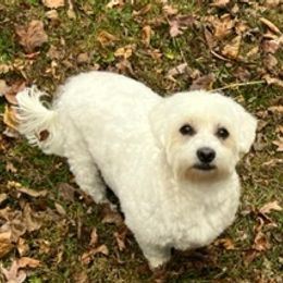 Lala - Coton de Tulear