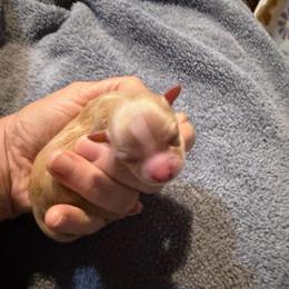 Paloma - Fawn female Chihuahua puppy in Seneca, Missouri from Stephanie’s Puppy Colony