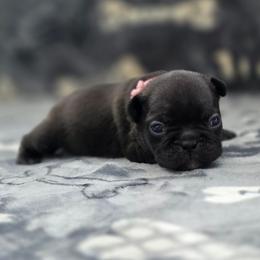 Pink Collar - Brindle female French Bulldog puppy in Polk City, Florida from Best Friend Frenchies, LLC