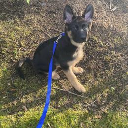German Shepherd Puppies from Sundance Shepherds