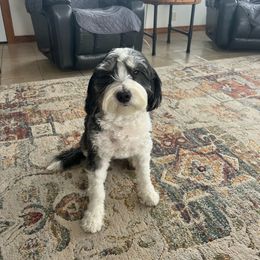 Nalle - Bernedoodle