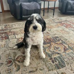 Nalle - Bernedoodle