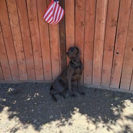 Rodeo - Weimaraner
