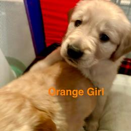 Orange Girl - Golden Golden Retriever puppy in Tulsa, Oklahoma from Triple J Goldens, LLC