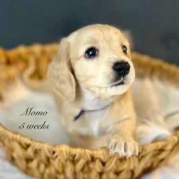 Momo - Cream female Dachshund puppy in Ormond Beach, Florida from Meadow Ridge Dachshunds