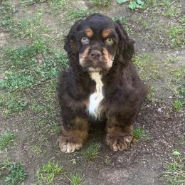 Bentley - Cocker Spaniel