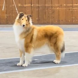 Peaches - Collie