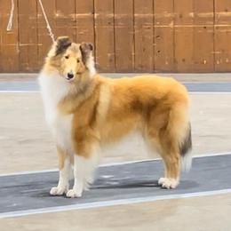 Peaches - Collie