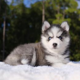 Fable - Gray and white female Pomsky puppy in Loxahatchee, Florida from Cardinal Point Pomskies