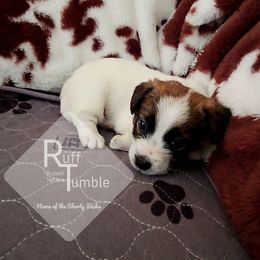 Boy 1 - White and tan male Russell Terrier puppy in Harvel, Illinois from Ruff and Tumble Russell Terriers