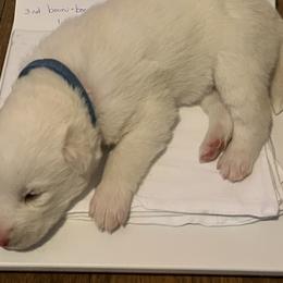 Boy 2 - Siberian Husky puppy in Columbus, Ohio from Jamuison’s Siberian Huskies