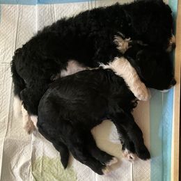 Aussiedoodle Puppies from Amour Aussiedoodles
