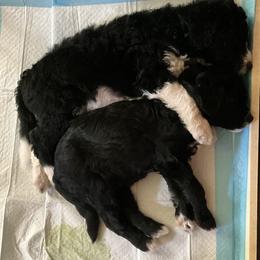 Aussiedoodle Puppies from Amour Aussiedoodles