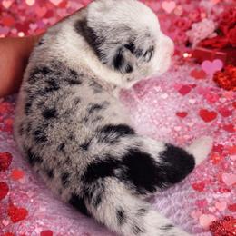 Rocker - Blue merle and white male Cardigan Welsh Corgi puppy in Kerens, West Virginia from Leather & Lace
