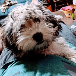 Tahiti - Havanese