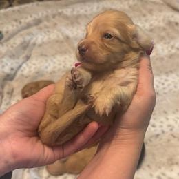 Abigail Adams - Cream female Dachshund puppy in Summertown, Tennessee from The Dapper Dachshund