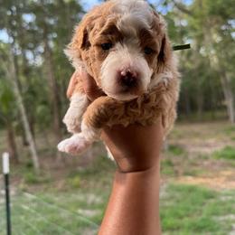 Oliver - Yellow and white male Bernedoodle puppy in Gainesville, Florida from Pet Inn Xxweetdoodles