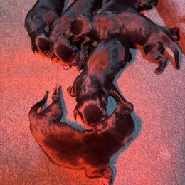 Girl 3 - Black female Labrador Retriever puppy in Mount Olive, Mississippi from 3 King Kennels