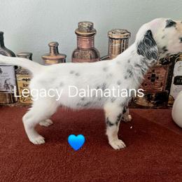 Wave - White and black male Dalmatian puppy in Janesville, Wisconsin from Legacy Dalmatians