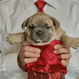 Adam - Blue fawn male French Bulldog puppy in Pine Township, Pennsylvania from BlueCairo Frenchies