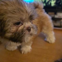 Spade - Brindle and white male Shih Tzu puppy in Englewood, New Jersey from Sincerely Paws